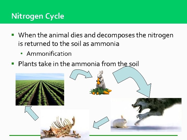 Nitrogen Cycle § When the animal dies and decomposes the nitrogen is returned to