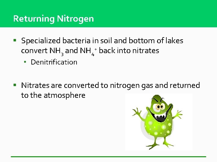 Returning Nitrogen § Specialized bacteria in soil and bottom of lakes convert NH 3