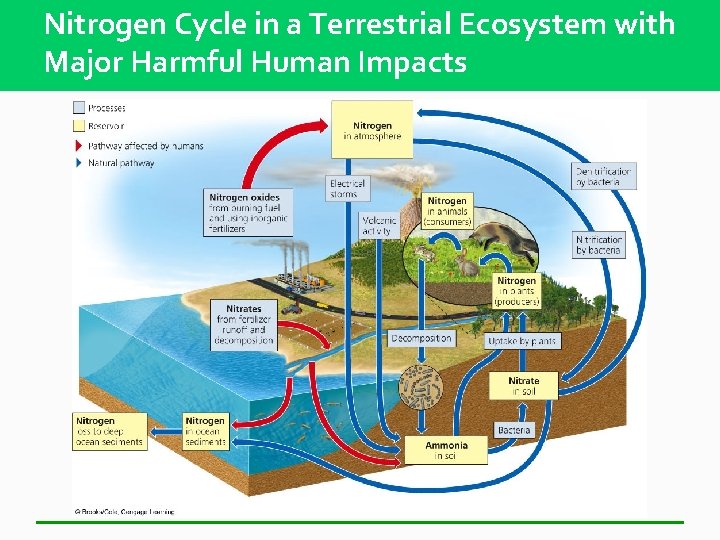 Nitrogen Cycle in a Terrestrial Ecosystem with Major Harmful Human Impacts 