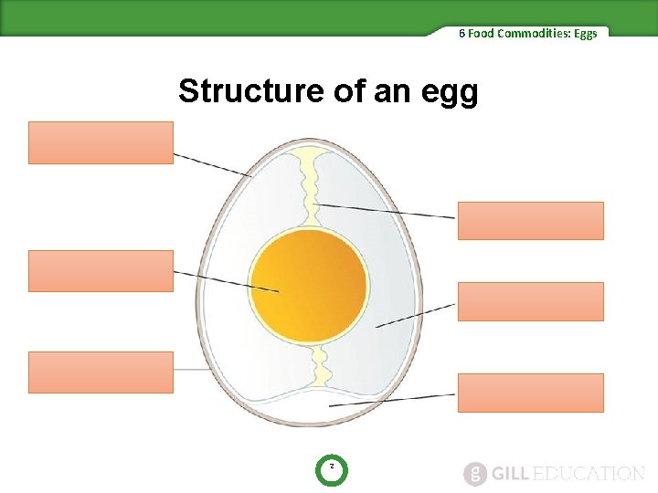 6 Food Commodities: Eggs Structure of an egg 2 