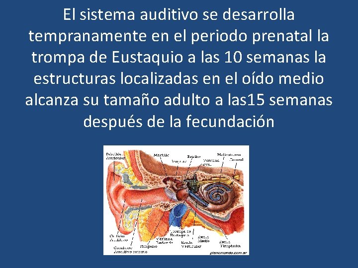 El sistema auditivo se desarrolla tempranamente en el periodo prenatal la trompa de Eustaquio