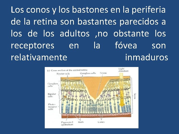 Los conos y los bastones en la periferia de la retina son bastantes parecidos