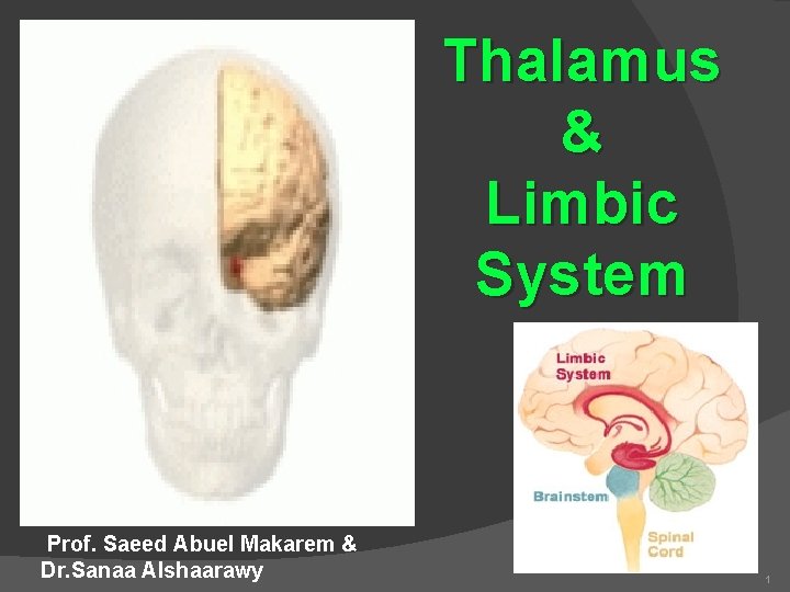 Thalamus & Limbic System Prof. Saeed Abuel Makarem & Dr. Sanaa Alshaarawy 1 