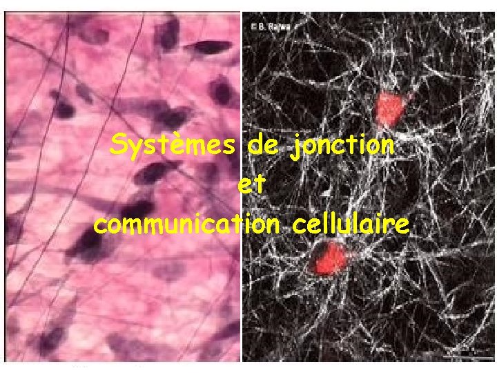 Systèmes de jonction et communication cellulaire 