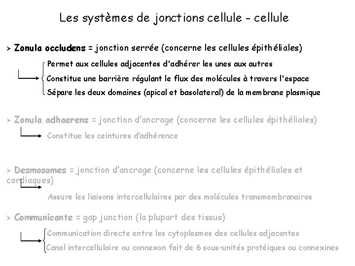 Les systèmes de jonctions cellule - cellule Ø Zonula occludens = jonction serrée (concerne