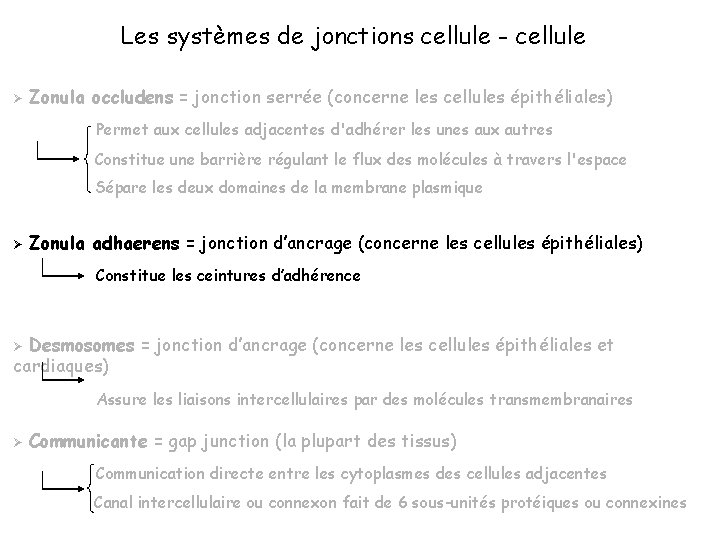 Les systèmes de jonctions cellule - cellule Ø Zonula occludens = jonction serrée (concerne
