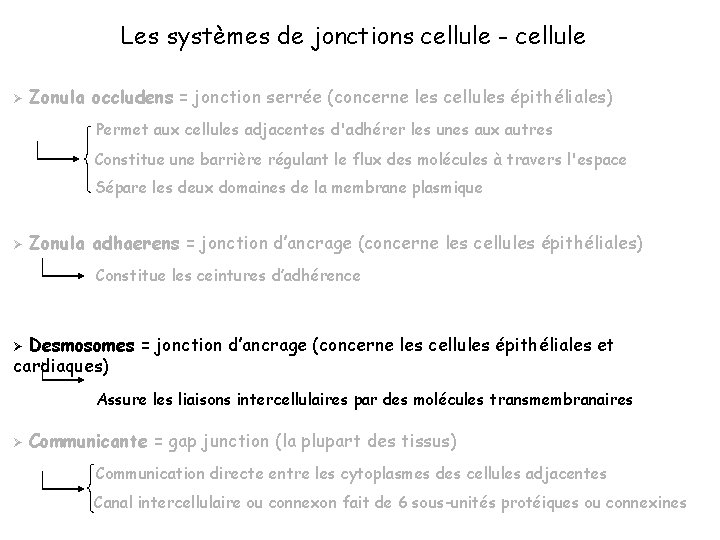 Les systèmes de jonctions cellule - cellule Ø Zonula occludens = jonction serrée (concerne