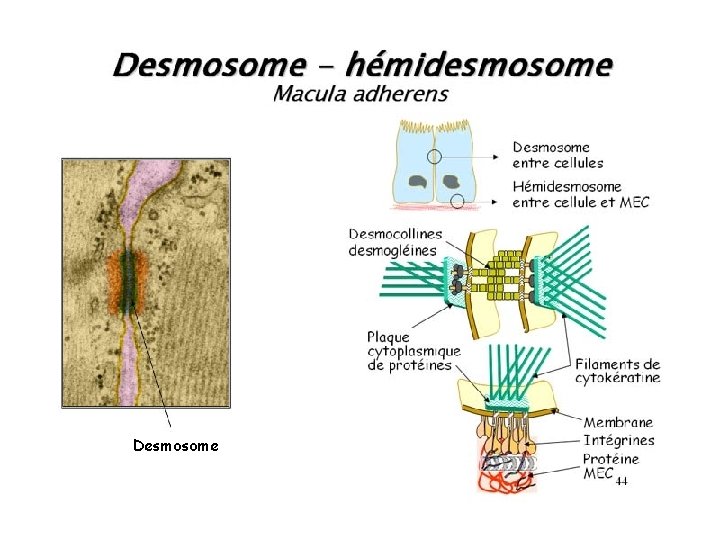 Desmosome 