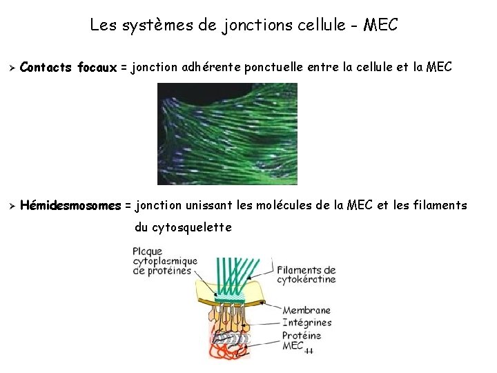 Les systèmes de jonctions cellule - MEC Ø Contacts focaux = jonction adhérente ponctuelle