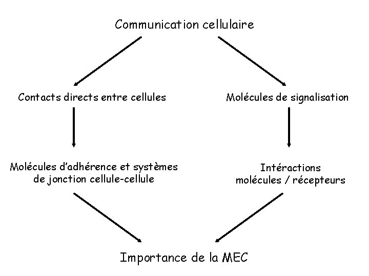 Communication cellulaire Contacts directs entre cellules Molécules d’adhérence et systèmes de jonction cellule-cellule Molécules