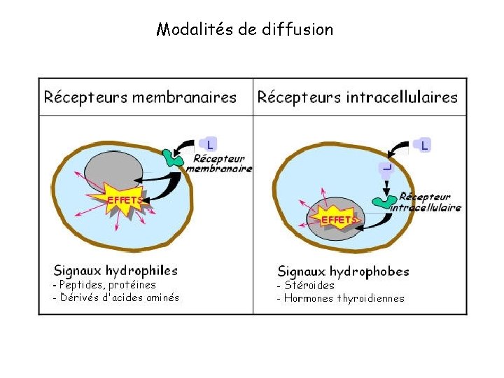 Modalités de diffusion 