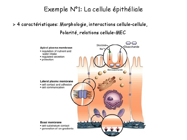 Exemple N° 1: La cellule épithéliale Ø 4 caractéristiques: Morphologie, interactions cellule-cellule, Polarité, relations