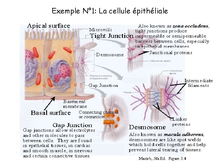 Exemple N° 1: La cellule épithéliale 