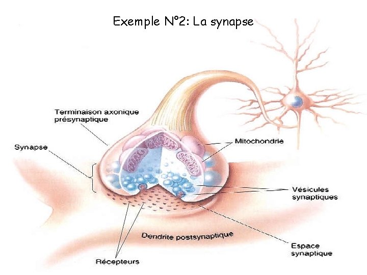 Exemple N° 2: La synapse 