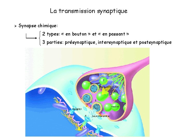 La transmission synaptique Ø Synapse chimique: 2 types: « en bouton » et «