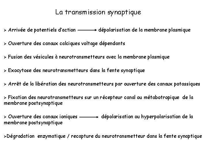 La transmission synaptique Ø Arrivée de potentiels d’action dépolarisation de la membrane plasmique Ø