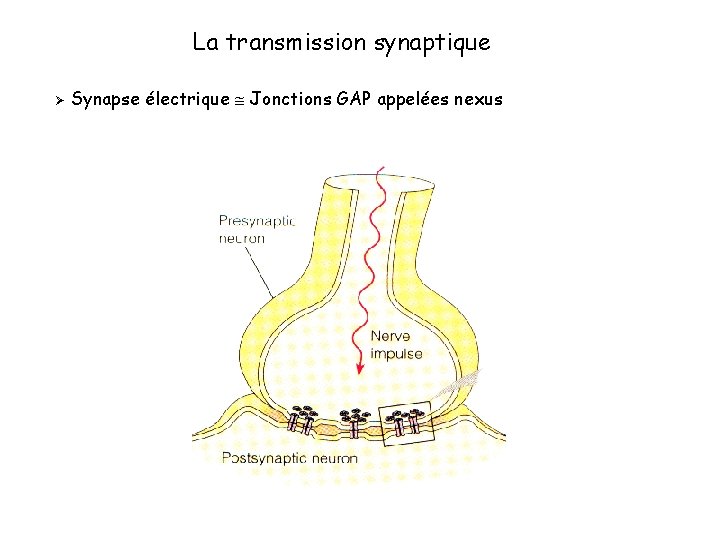 La transmission synaptique Ø Synapse électrique Jonctions GAP appelées nexus 