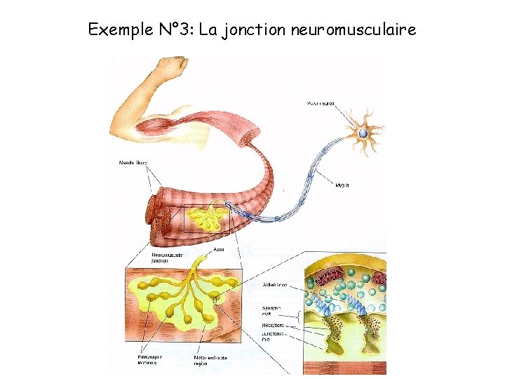 Exemple N° 3: La jonction neuromusculaire 