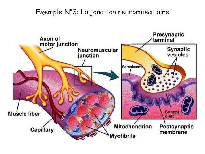Exemple N° 3: La jonction neuromusculaire 