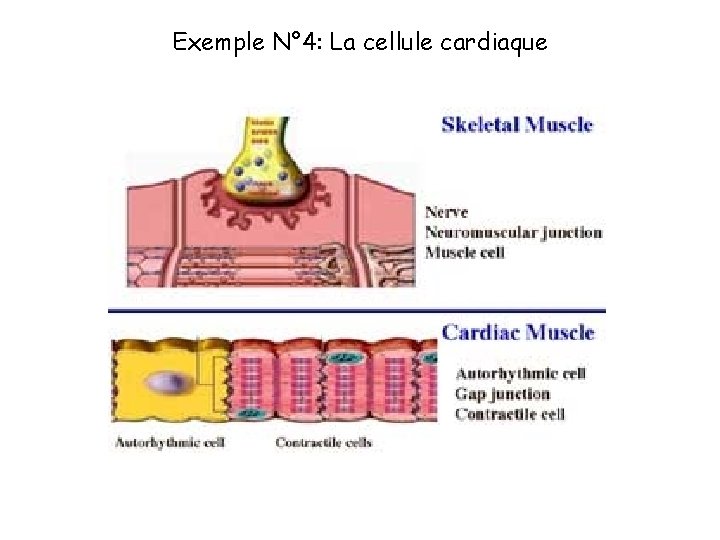 Exemple N° 4: La cellule cardiaque 