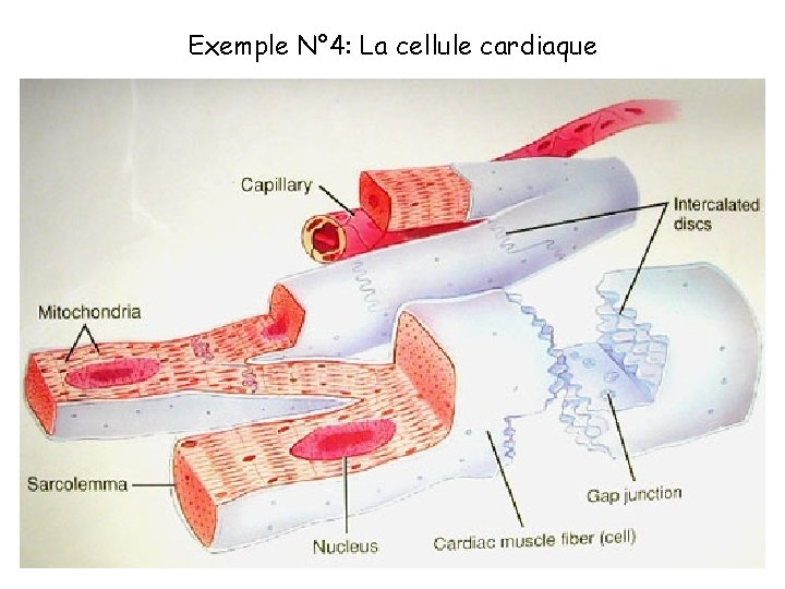 Exemple N° 4: La cellule cardiaque 