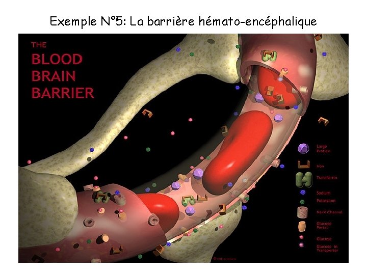 Exemple N° 5: La barrière hémato-encéphalique 