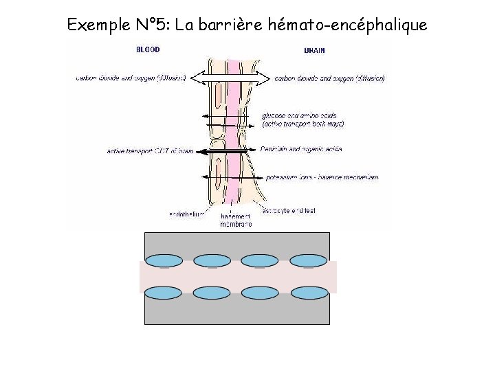 Exemple N° 5: La barrière hémato-encéphalique 