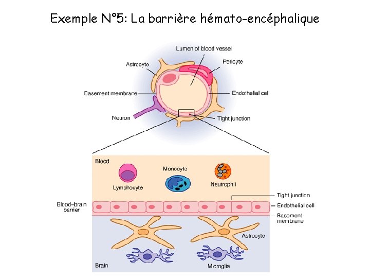 Exemple N° 5: La barrière hémato-encéphalique 