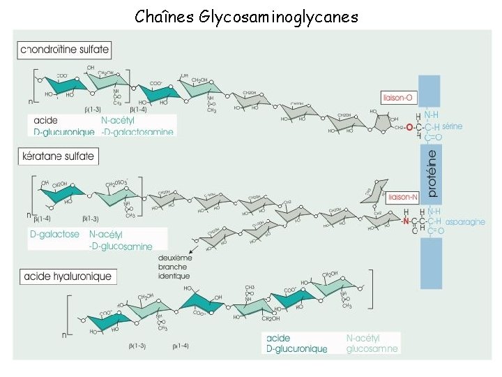Chaînes Glycosaminoglycanes 