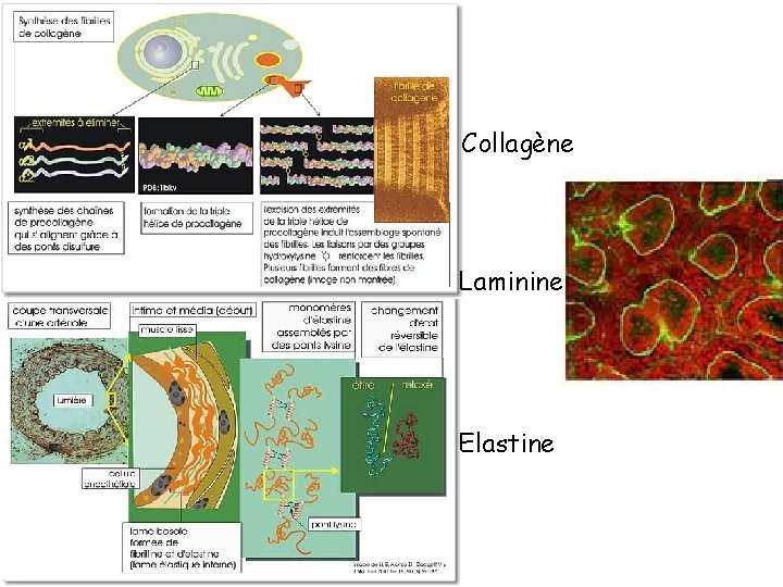 Collagène Laminine Elastine 