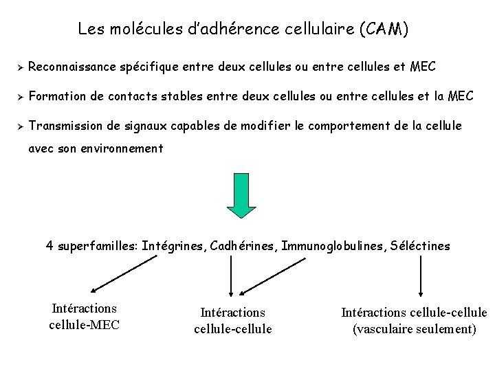 Les molécules d’adhérence cellulaire (CAM) Ø Reconnaissance spécifique entre deux cellules ou entre cellules