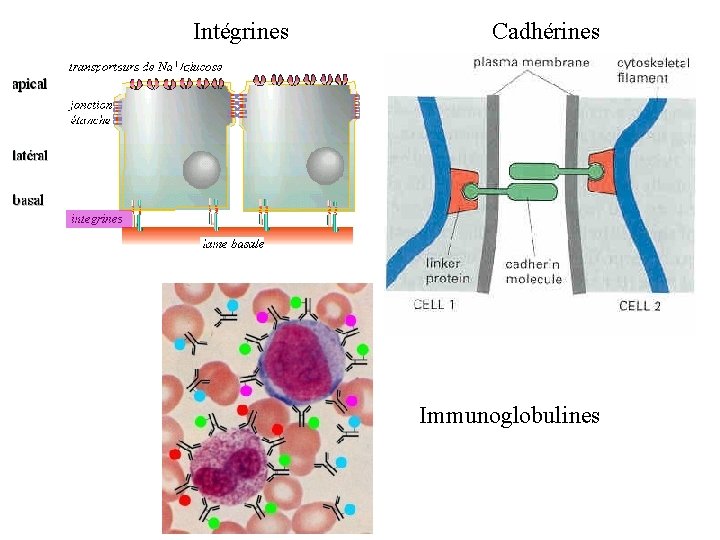 Intégrines Cadhérines Immunoglobulines 