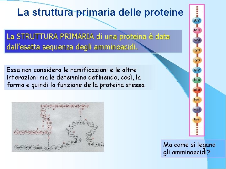 La struttura primaria delle proteine La STRUTTURA PRIMARIA di una proteina è data dall’esatta