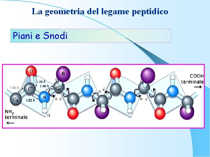 La geometria del legame peptidico Piani e Snodi 