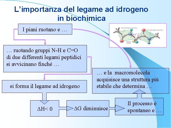 L’importanza del legame ad idrogeno in biochimica I piani ruotano e … … ruotando