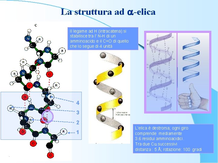 La struttura ad a-elica Il legame ad H (intracatena) si stabilisce tra l’ N-H