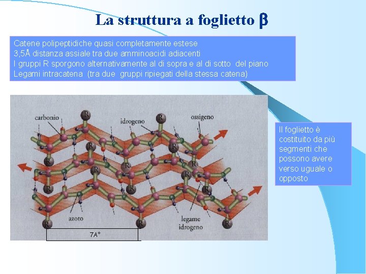 La struttura a foglietto b Catene polipeptidiche quasi completamente estese 3, 5Å distanza assiale