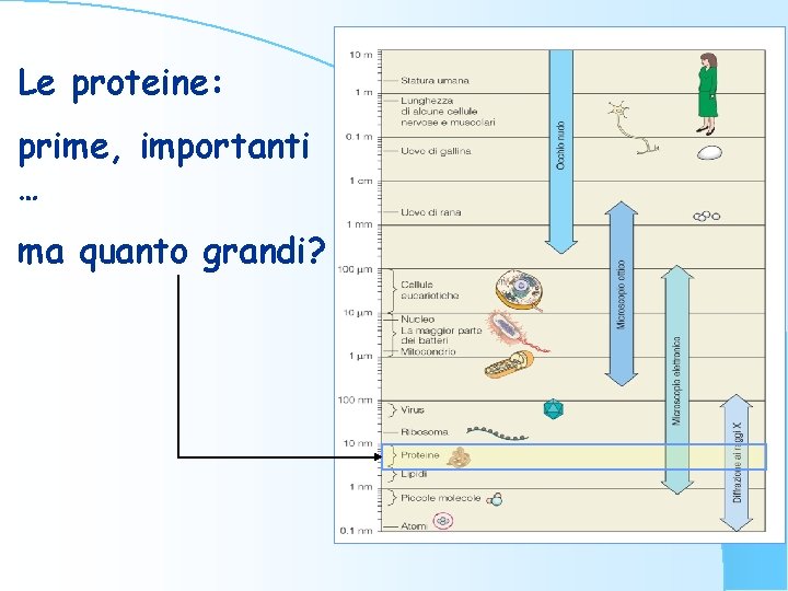 Le proteine: prime, importanti … ma quanto grandi? 