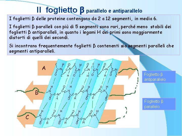 Il foglietto b parallelo e antiparallelo I foglietti β delle proteine contengono da 2