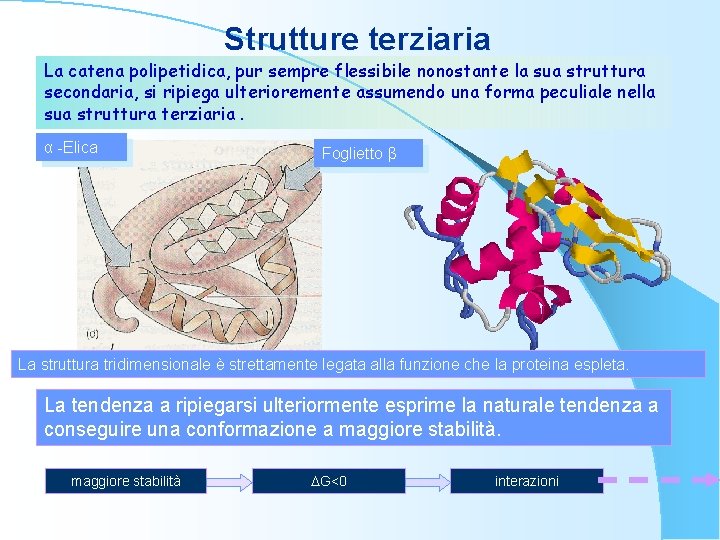 Strutture terziaria La catena polipetidica, pur sempre flessibile nonostante la sua struttura secondaria, si