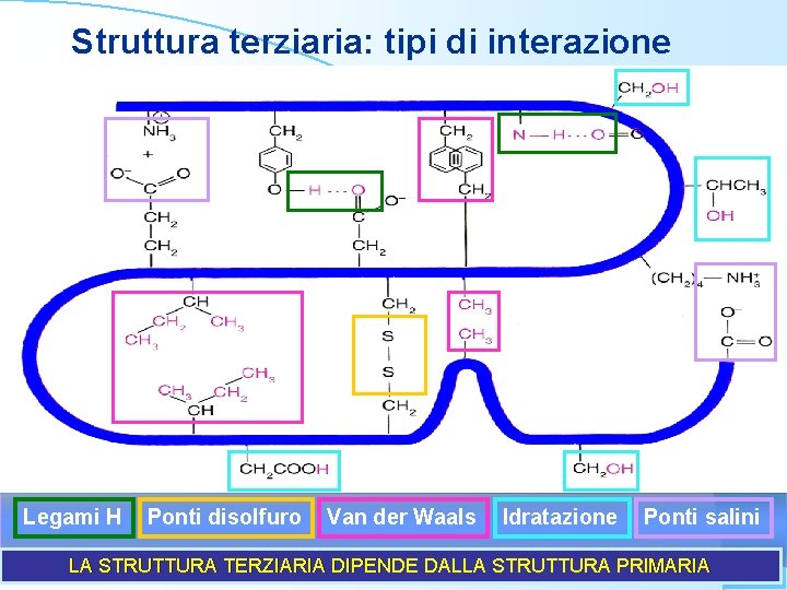 Struttura terziaria: tipi di interazione Legami H Ponti disolfuro Van der Waals Idratazione Ponti