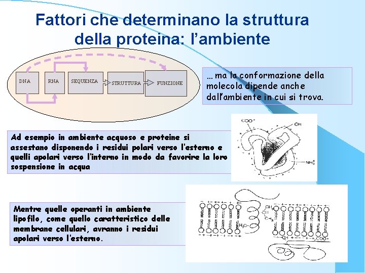 Fattori che determinano la struttura della proteina: l’ambiente DNA RNA SEQUENZA STRUTTURA FUNZIONE …