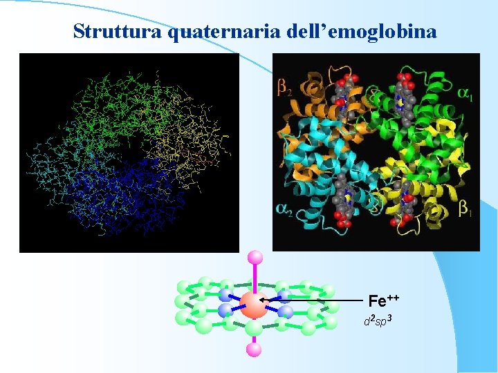 Struttura quaternaria dell’emoglobina Fe++ d 2 sp 3 