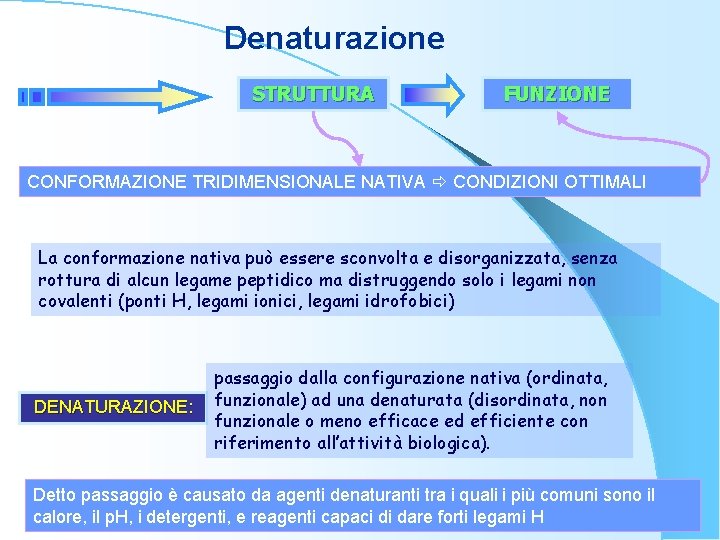 Denaturazione STRUTTURA FUNZIONE CONFORMAZIONE TRIDIMENSIONALE NATIVA CONDIZIONI OTTIMALI La conformazione nativa può essere sconvolta