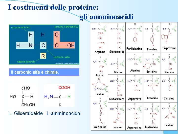 I costituenti delle proteine: gli amminoacidi Il carbonio alfa è chirale. L- Gliceraldeide L-amminoacido