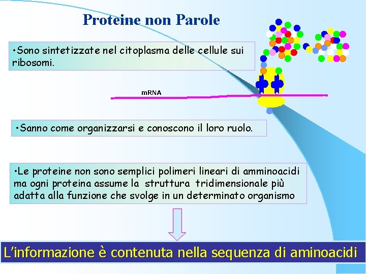 Proteine non Parole • Sono sintetizzate nel citoplasma delle cellule sui ribosomi. m. RNA