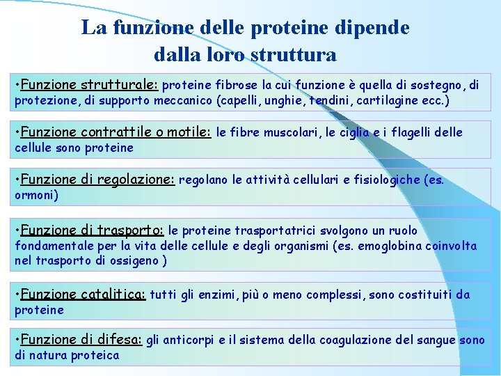 La funzione delle proteine dipende dalla loro struttura • Funzione strutturale: proteine fibrose la