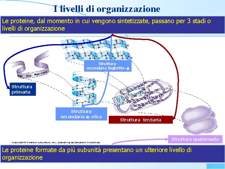 I livelli di organizzazione Le proteine, dal momento in cui vengono sintetizzate, passano per