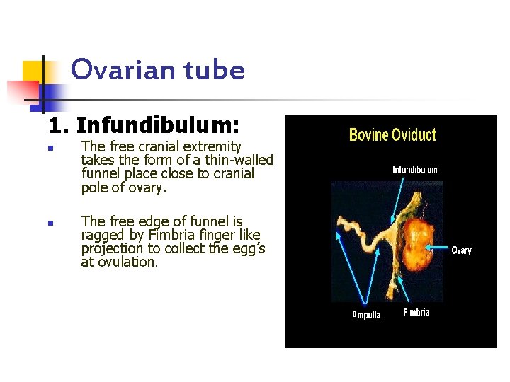 Ovarian tube 1. Infundibulum: n n The free cranial extremity takes the form of