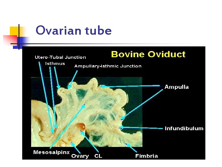 Ovarian tube 